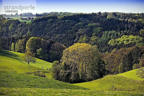 Hügelige Landschaft mit Wiesen und Wäldern im Frühling  Radevormwald  Bergisches Land  Nordrhein-Westfalen  Deutschland  Europa