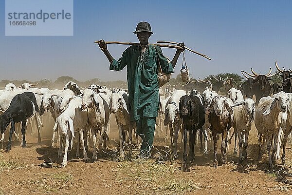 Karawane von Peul-Nomaden mit ihren Tieren in der Sahelzone von Niger