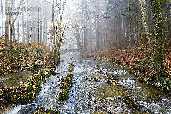 Zellerache fließt durch Herbstwald im Morgennebel  Helenental  Drohnenaufnahme  Luftaufnahme  Mondsee  Mondseeland  Salzkammergut  Oberösterreich  Österreich  Europa