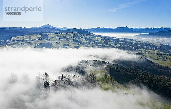 Baumgruppe bei Zell am Moos am Irrsee ragen aus dem Nebelmeer  Drohnenaufnahme  Luftaufnahme  Mondseeland  Voralpenland  Salzkammergut  Oberösterreich  Österreich  Europa