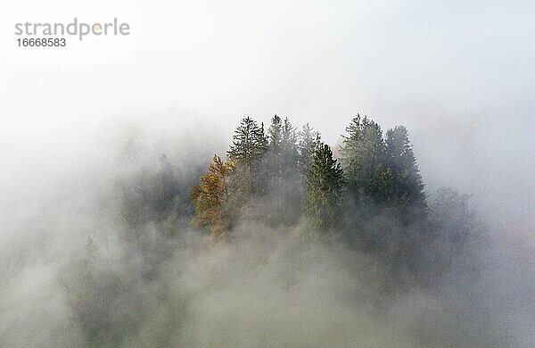 Baumgruppe im Nebel  von oben  Drohnenaufnahme  Luftaufnahme  Mondsee  Mondseeland  Salzkammergut  Oberösterreich  Österreich  Europa