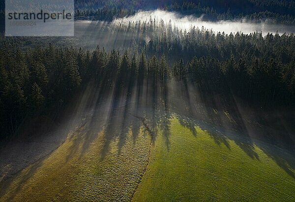 Fichtenwald im Morgennebel mit Schlagschatten  von oben  Drohnenaufnahme  Luftaufnahme  Mondseeland  Salzkammergut  Oberösterreich  Österreich  Europa
