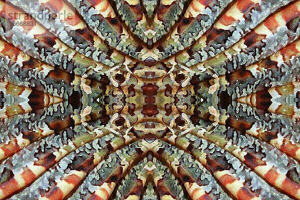 FOTOMONTAGE  Grafisches Detail  Brustflosse  Bärtiger Skorpionfisch (Scorpaenopsis barbata)  Indischer Ozean  Gangga Insel  Bangka Inseln  Nord Sulawesi  Indonesien  Asien