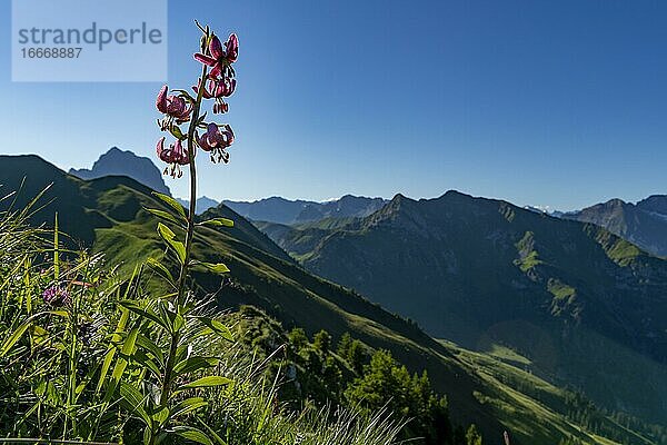 Türkenbundlilie (Lilium martagon) mit Vorarlberger Bergen dahinter  Schoppernau  Bregenzerwald  Vorarlberg  Österreich  Europa