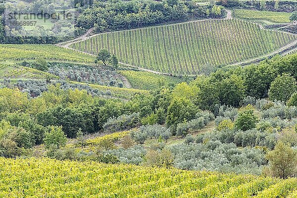 Weinberge und Olivenbäume  Radda in Chianti  Provinz Siena  Toskana  Italien  Europa