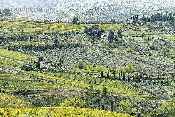 Landgut mit Weinbergen und Olivenbäumen  Radda in Chianti  Provinz Siena  Toskana  Italien  Europa