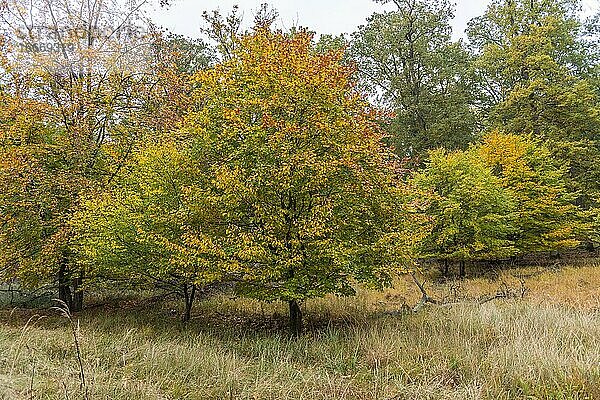 Rotbuche (Fagus sylvatica) in Herbstfarben am Waldrand  Naturschutzgebiet Mönchbruch  Groß-Gerau  Hessen  Deutschland  Europa