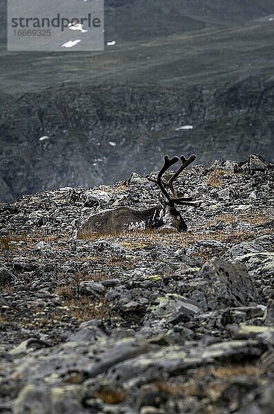 Rentier (Rangifer tarandus) am Berghang des Veslfjellet  Besseggen  Jotunheimen Nationalpark  Vågå  Innlandet  Norwegen  Europa