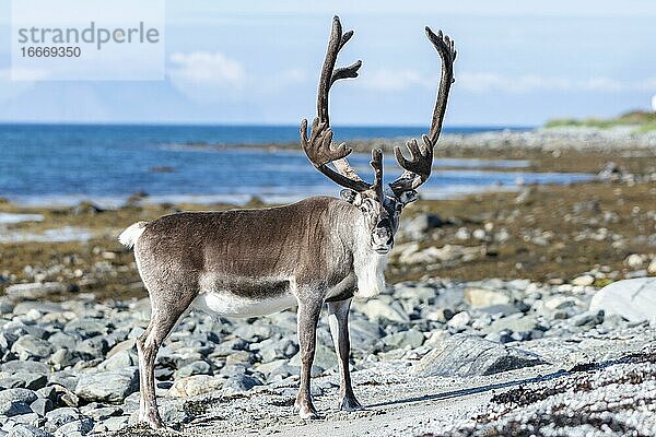 Rentier (Rangifer tarandus) an der Küste  Lyngenfjord  Nordnorwegen  Norwegen  Europa