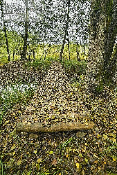 Holzsteg bedeckt von gefallenem Herbstlaub im Wald  Naturschutzgebiet Mönchbruch  Groß-Gerau  Hessen  Deutschland  Europa