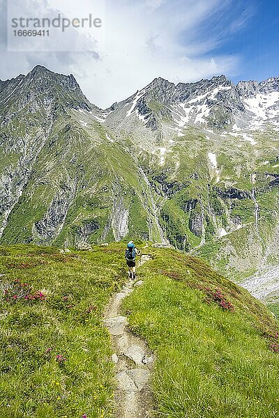 Wanderin auf dem Abstieg von der Mörchnerscharte zur Greizer Hütte  hinten Greizer Spitze und Lappenspitze  Berliner Höhenweg  Zillertaler Alpen  Zillertal  Tirol  Österreich  Europa