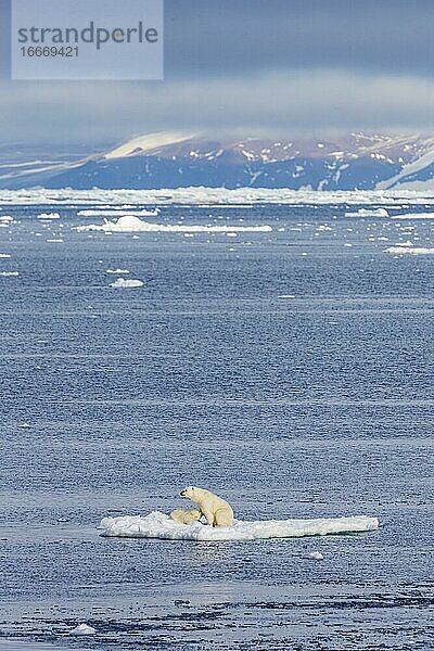 Eisbär mit Baby auf Eisscholle  Ostküste Grönland  Dänemark  Europa
