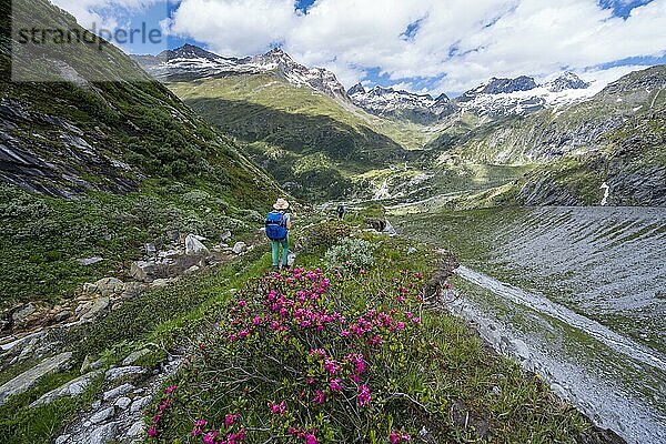 Wanderin auf dem Abstieg vom Schönbichler Horn zur Berliner Hütte  Moränenlandschaft  links Gipfel des Ochsner   rechts Schwarzenstein  Berliner Höhenweg  Zillertaler Alpen  Zillertal  Tirol  Österreich  Europa