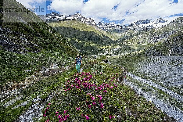 Wanderin auf dem Aufstieg zum Schönbichler Horn von der Berliner Hütte  Moränenlandschaft  links Gipfel des Ochsner   rechts Schwarzenstein  Berliner Höhenweg  Zillertaler Alpen  Zillertal  Tirol  Österreich  Europa