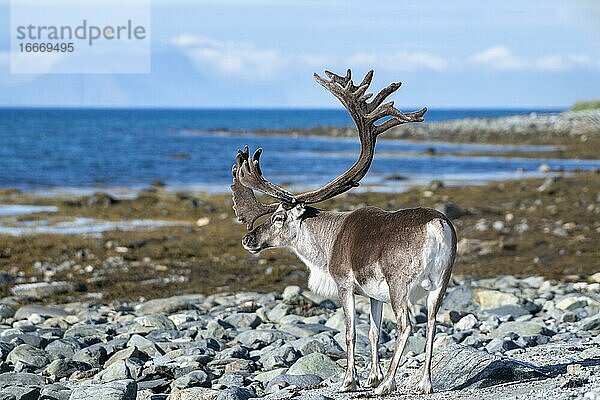 Rentier (Rangifer tarandus) an der Küste  Lyngenfjord  Nordnorwegen  Norwegen  Europa