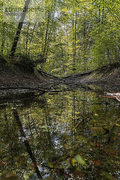 Laubbäume spiegeln sich in einer Wasserlacke im Wald  Oberbayern  Bayern  Deutschland  Europa