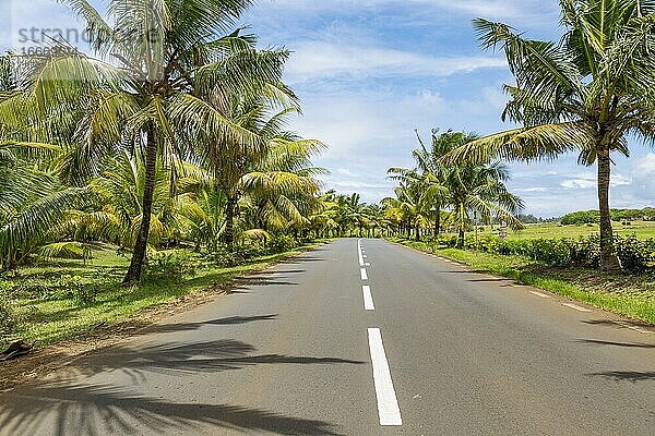 Straße und Kokospalmen im Süden der Tropeninsel Mauritius