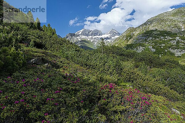 Apenrosen  hinten Großer und Kleiner Mörchner  Berliner Höhenweg  Zillertaler Alpen  Zillertal  Tirol  Österreich  Europa