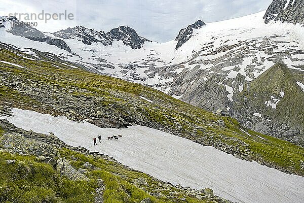 Wanderer und Ziegen überqueren Schneefeld  Gletscher Floitenkees und Berggipfel Floitenspitzen  Berliner Höhenweg  Zillertaler Alpen  Zillertal  Tirol  Österreich  Europa