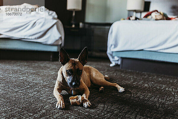 Junger Deutscher Schäferhund-Mix-Hund mit Knochen in einem Hotelzimmer in Palm Springs