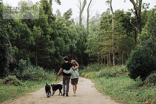 Rückansicht eines Paares  das mit angeleinten Hunden einen Waldweg entlang geht