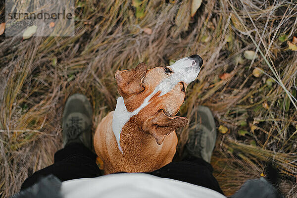 Hund sitzt zu den Füßen eines Menschen im Herbstgras  Pov-Aufnahme