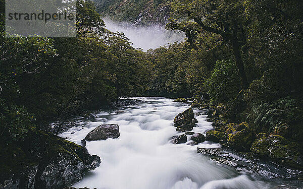 Fluss umgeben von üppigem Wald  nebliger Tag  Milford Sound  Neuseeland