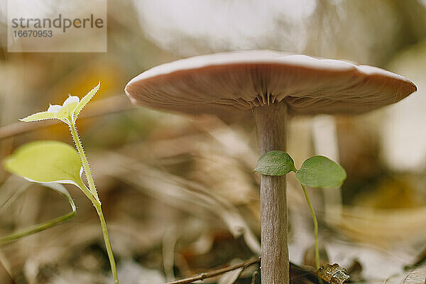 Nahaufnahme eines Macrolepiota procera-Pilzes im Herbstwald.