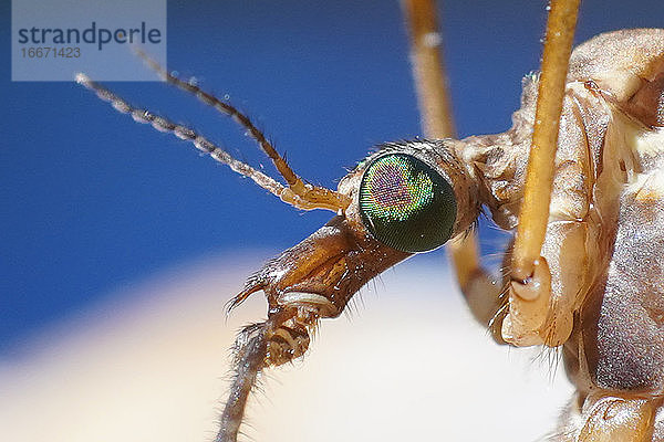 Kranich fliegt Insekt  extreme Makro-Nahaufnahme und Details  Gruselmonster