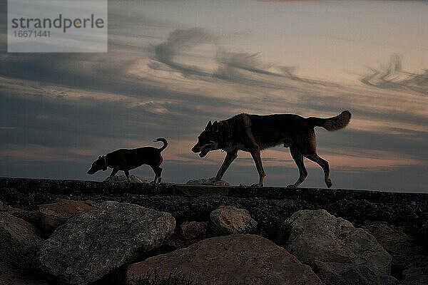 Zwei Hunde spazieren mit einem schönen Himmel während des Sonnenuntergangs