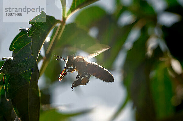 eine Honigbiene im Flug in der Nähe eines grünen Blattes im Gegenlicht