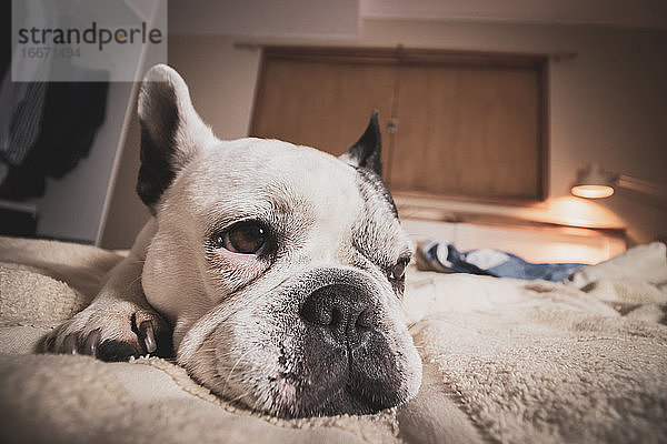 Schöne weiße französische Bulldogge im Bett ruhend