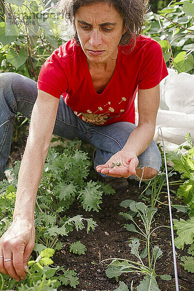 Eine zielstrebige Frau pflückt sorgfältig Schädlinge von ihren Pflanzen in einem Garten