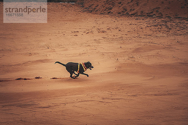 Ein schwarzer Hund rennt durch die Dünen