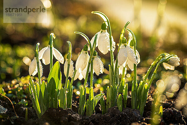 Schöne Schneeglöckchen  die ersten Frühlingsblumen.