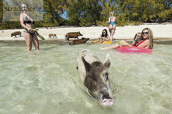 Freundinnen mit Schweinen am Strand an einem sonnigen Tag
