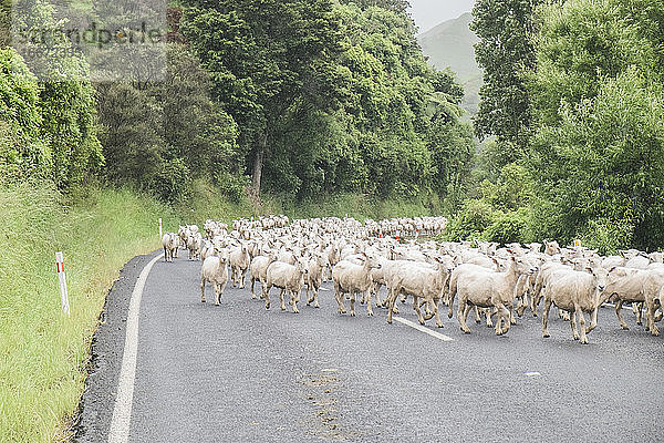 Eine Herde frisch geschorener Schafe auf einer Panoramastraße