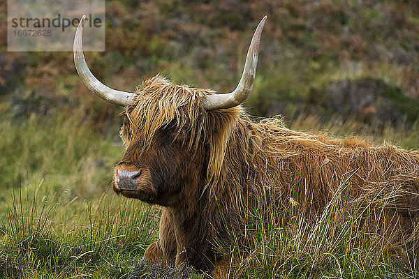 Hochlandrinder auf einem grasbewachsenen Feld  Isle of Skye  Schottland  UK