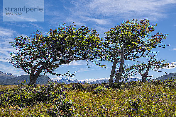 Vom Winde verwehte Bäume  Tierra del Fuego  Argentinien