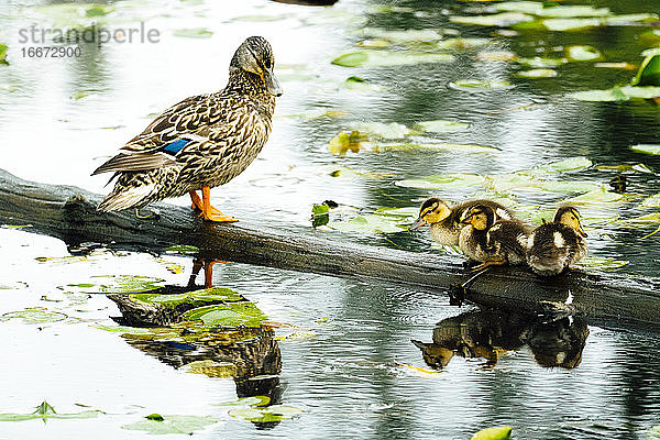 Eine Entenmutter und ihre Entenküken stehen auf einem Baumstamm in einem Teich