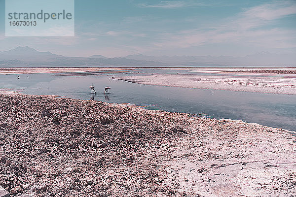 Gruppe von Flamingos im Salzsee gegen Vulkane im Hintergrund