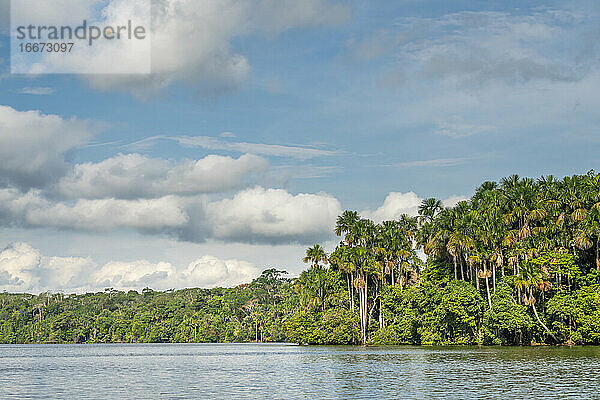 Aguaje-Palmen am Sandoval-See  Naturschutzgebiet Tambopata  Puerto Maldonado  Madre de Dios  Peru