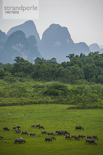 Asiatische Wasserbüffel auf einem Feld im ländlichen China