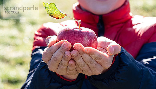 Nahaufnahme eines Jungen  der draußen einen frisch gepflückten Apfel hält.