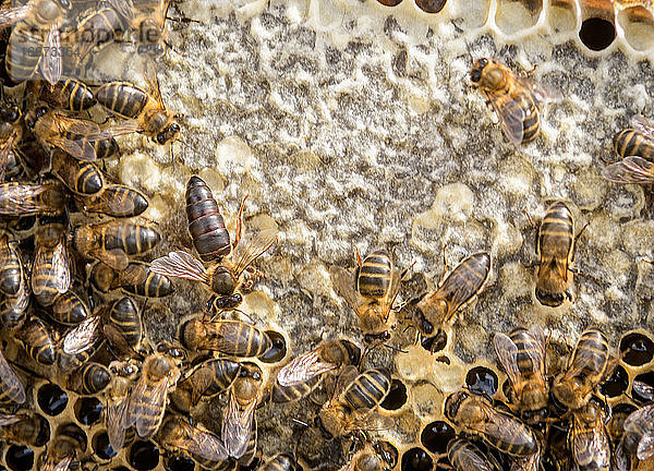 Bienenvölker der Herrin. Die Bienenkönigin ist größer als die Arbeitsbiene. Quee