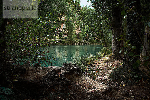 Fantastischer See umgeben von einem Wald in Cuenca (Spanien)