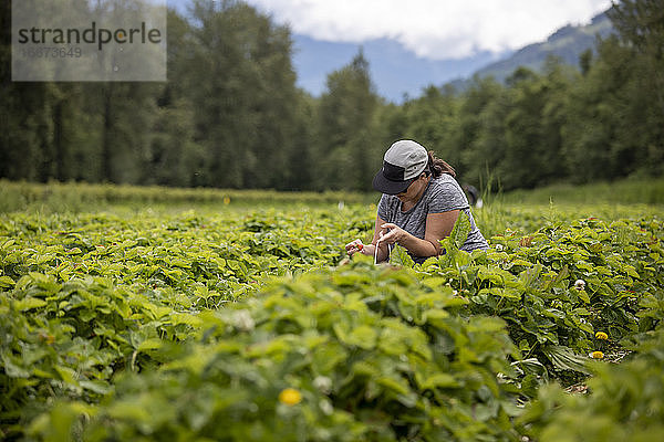Schwangere Frau pflückt Erdbeeren auf einem Bauernhof auf dem Land in der Nähe des Waldes