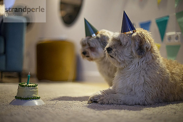 Zwei Havaneser-Zwillingsbrüder feiern ihren Geburtstag mit einer Hundetorte