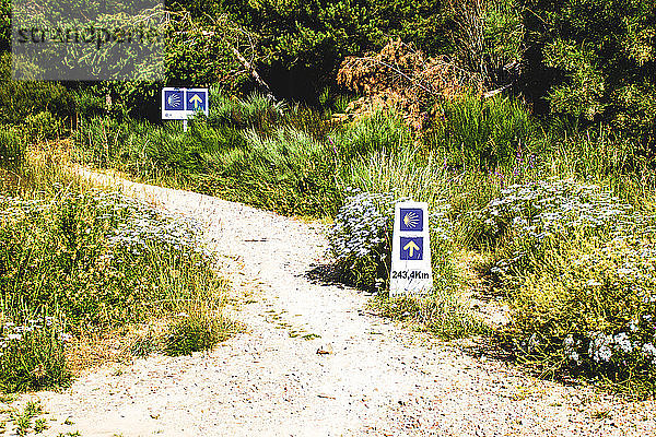 pfeil und muschel des camino de santiago  die den weg weisen