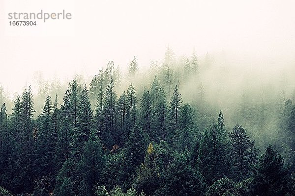 Hochwinkelfotografie von grünen  nebligen Waldbäumen.